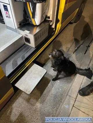 Suczka uratowała życie swojego właściciela