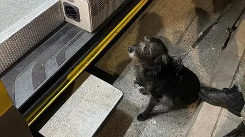 Suczka uratowała życie swojego właściciela