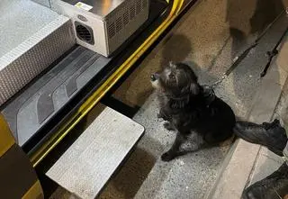 Suczka wezwała pomoc, czekała przy karetce