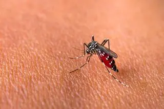 Aedes aegypti