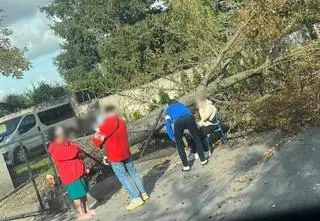 Drzewo runęło na kobietę z dzieckiem w wózku