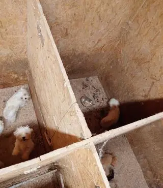 Hodowla psów rasowych znajdowała się pod Krakowem