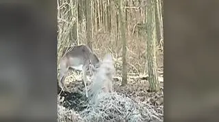 Daniel zaplątał się w sznurki