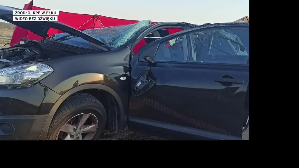elk