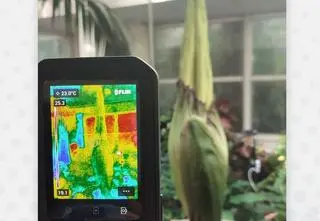 Monitorują temperaturę dziwidła. "Powoli zaczyna pachnieć"