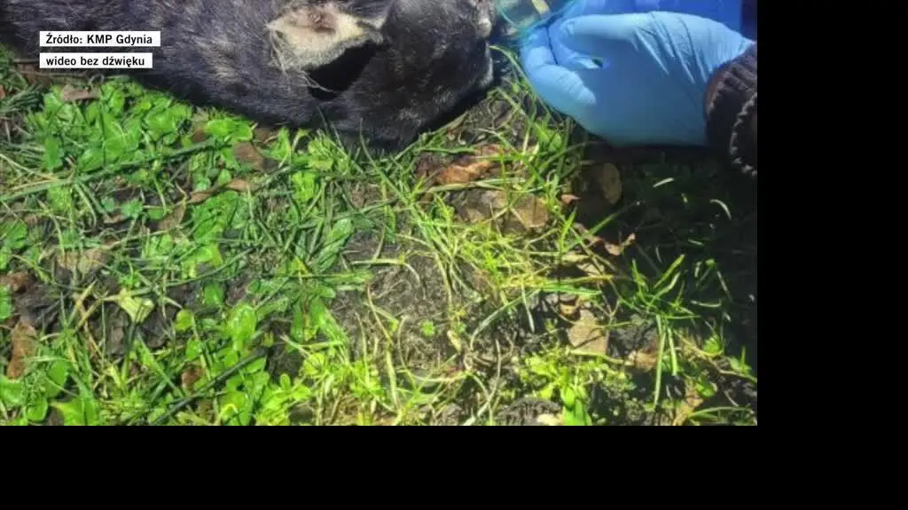 Uratowali psa z pożaru