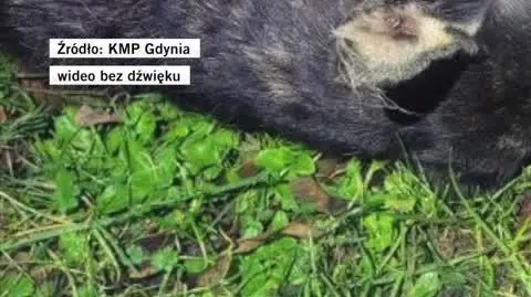 Uratowali psa z pożaru