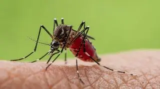 Malaria lotniskowa we Frankfurcie. Ekspertka wyjaśnia