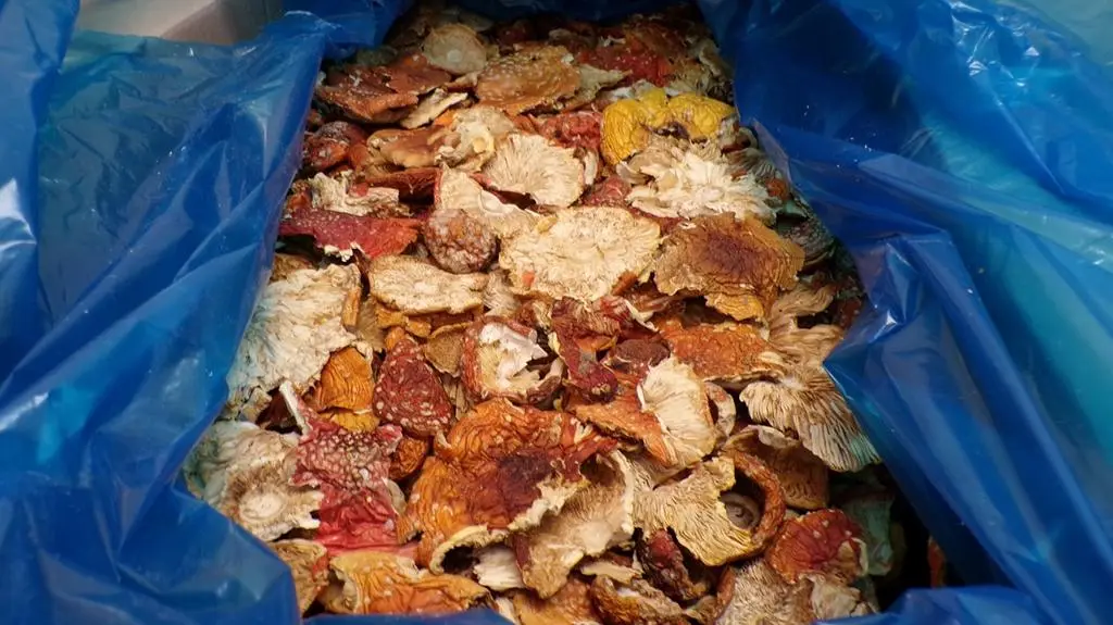Przewoził 34 kilogramy czerwonych muchomorów