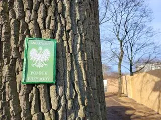 Na drzewie wisi tabliczka informująca o tym, że pomnik przyrody został anulowany (25.03.2025) 