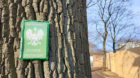 Na drzewie wisi tabliczka informująca, że pomnik przyrody został anulowany 
