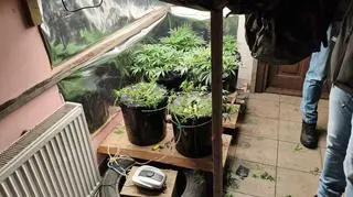 Policjanci zabezpieczyli krzewy 