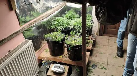 Policjanci zabezpieczyli krzewy 