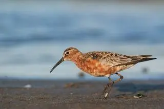 Biegus krzywodzioby (Calidris ferruginea) - zdj. ilustracyjne