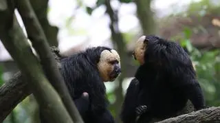 Saki białolice w zoo