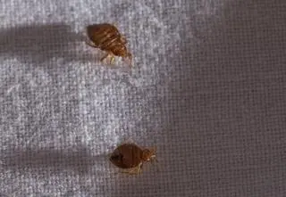 "To mit, że pojawiają się tylko w brudnych obiektach"