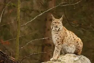 Ryś europejski (lynx lynx)