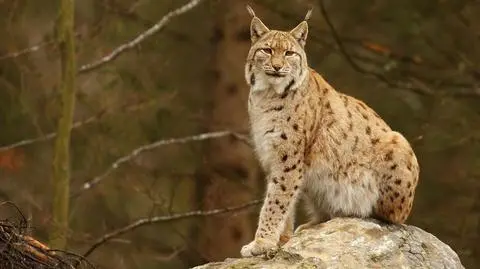 Ryś europejski (lynx lynx)