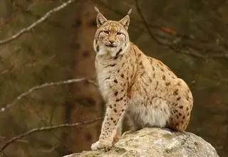 Nie będą musiały jeździć setek kilometrów