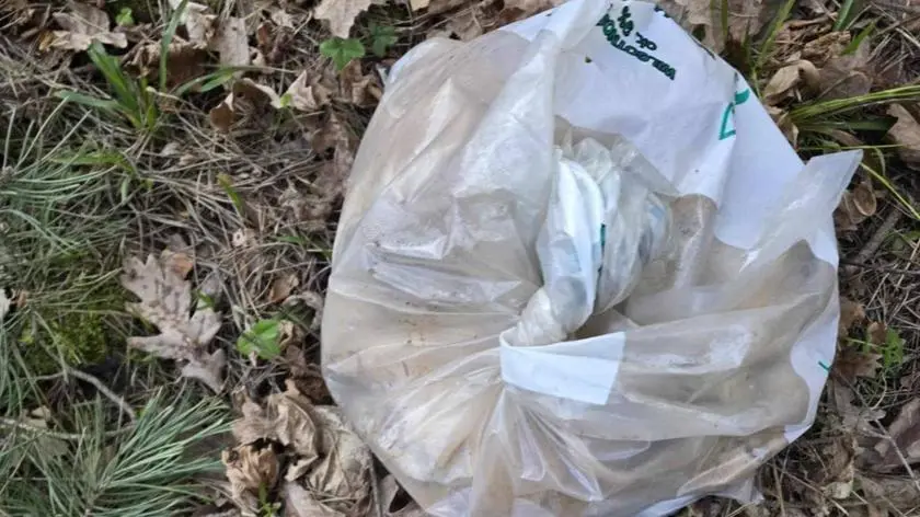 Szukały w lesie psa, znalazły truchła pięciu królików. Sprawą zajmuje się policja