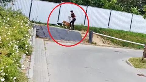Pies pogryzł dziewięciolatkę. Właścicielka zwierzęcia uciekła, ale później sama się zgłosiła