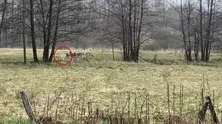 Nie mogły przyjść z Puszczy Białowieskiej, bo na jej terenie ten gatunek nie wstępuje