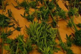 W plecakach mieli świeżo ściętą marihuanę 