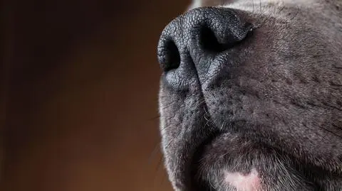 "Zaczepiał psa przed sklepem, ten ugryzł go w nos"