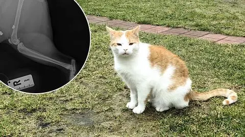 Nieznany sprawca strzela do kotów w Aleksandrowie Łódzkim
