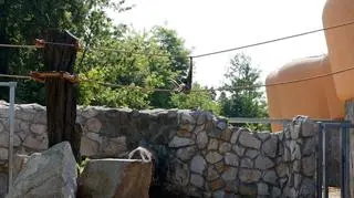 Zwierzęta bujają się na moście linowym 