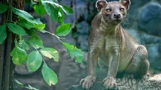 Ankarana jedzie do hiszpańskiej Valencii 