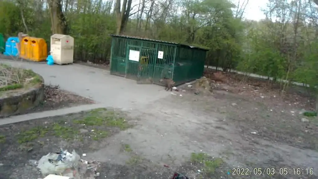 Dziki w okolicach Łodzi