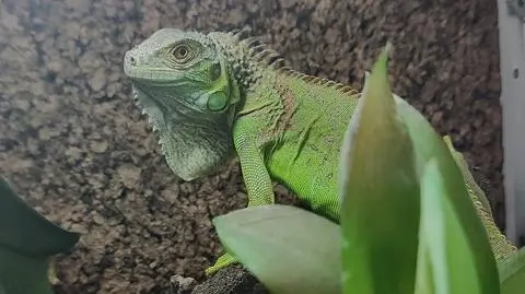 Iguana na gigancie