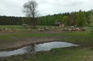 W gospodarstwie pod Opocznem przebywa ponad 40 koników polskich 