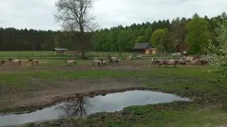 W gospodarstwie pod Opocznem przebywa ponad 40 koników polskich 