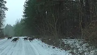 Sfora liczy kilka psów 
