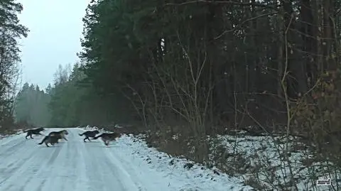 Sfora liczy kilka psów 