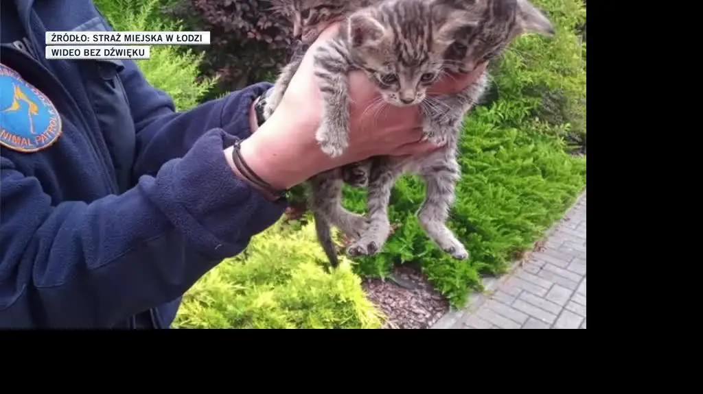 Waste collectors save kittens thrown into garbage container