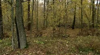 Puszcza Białowieska
