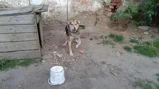 Uwiązany łańcuchem do muru pies