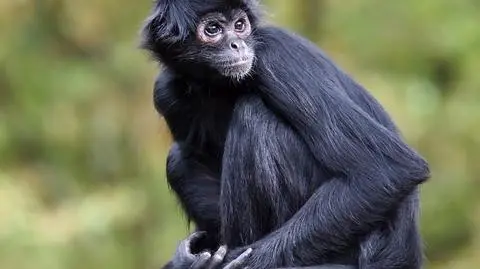 Małpka w kamizelce kuloodpornej znaleziona martwa po strzelaninie w Meksyku