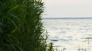 Brzegi słupskich jezior są gęsto porośnięte trzciną