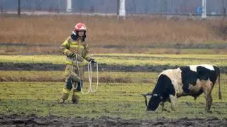 Byk zaatakował strażaka i policjanta