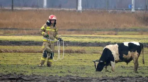 Byk zaatakował strażaka i policjanta