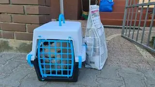 Kot został pozostawiony w transporterze