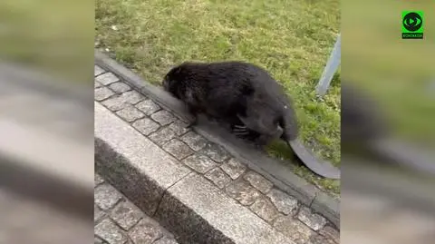 Bóbr na Gumieńcach w Szczecinie