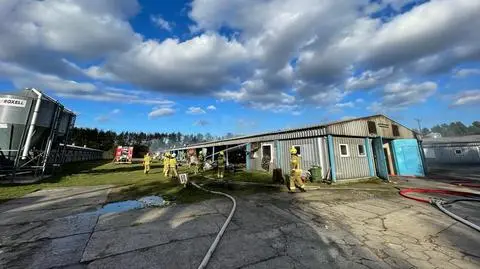 Pożar kurnika w powiecie kartuskim. "W budynku znajdowało się około 19 tysięcy pisklaków"