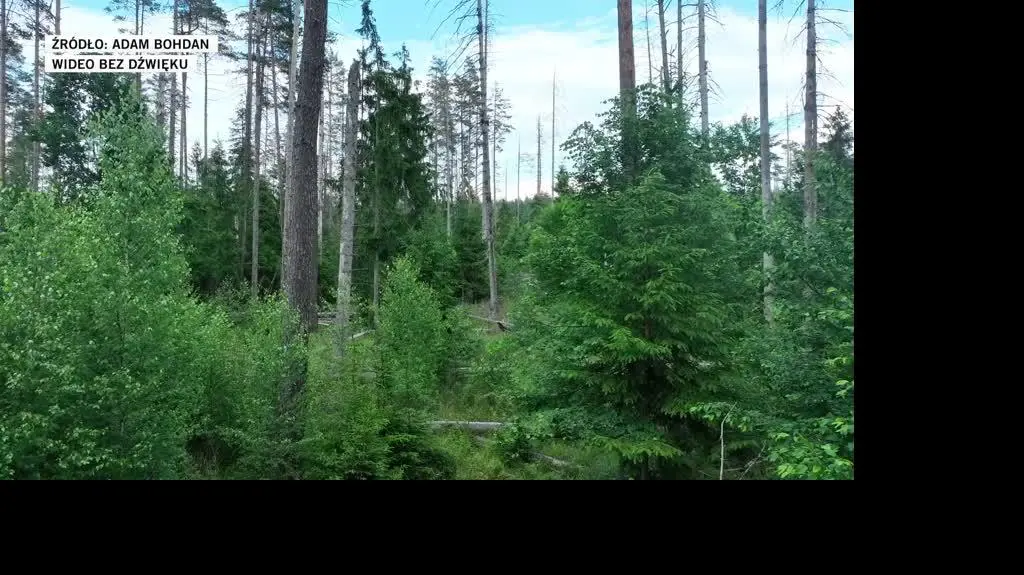 Puszcza Białowieska