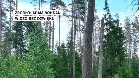 Puszcza Białowieska