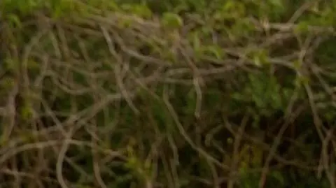 Lubnauer: chyba nikt nie ma wątpliwości, że interesy braci Szumowskich powoli oburzają całą Polskę